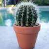 Buy Barrel cactus plants online - Prabhanjan Horticulture