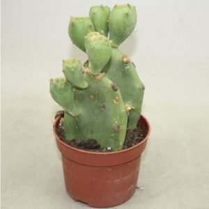 Prickly Pear Cactus