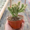 Cholla cactus plants