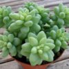 Burros tail succulents