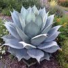 Whales Tongue Agave succulents