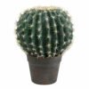 Ball Cactus