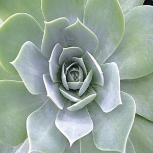 Dudleya succulents