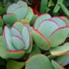 Pigs Ear succulents