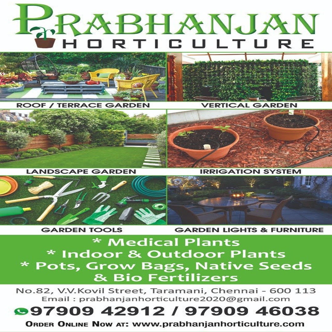 Shop online indoor plants in Chennai